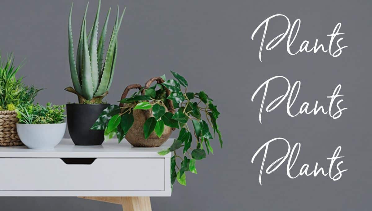 decorating with plants