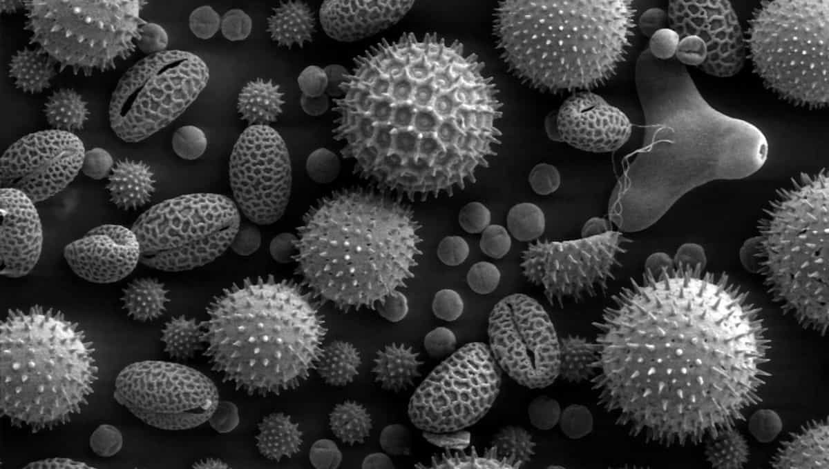 Reduce Indoor Allergens in home